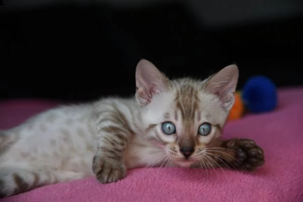 cuccioli gatto bengala | Foto 1