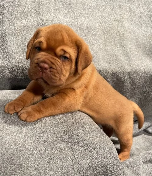 regalo cuccioli di dogue de bordeaux 