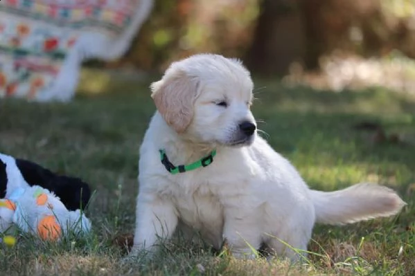 golden retriever cuccioli