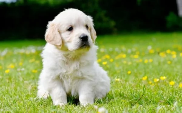 due cuccioli maschietti di golden retriever