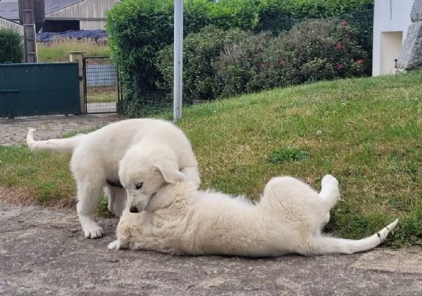 cuccioli di golden retriever bianchi!!!