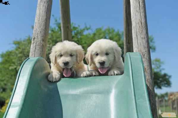 cuccioli golden retriever!!