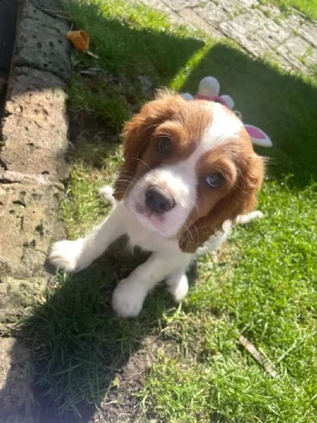 regalo cavalier king cuccioli meravigliosi  !