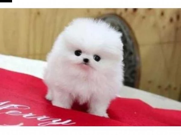 regalo cucciolo di pomerania per adozione