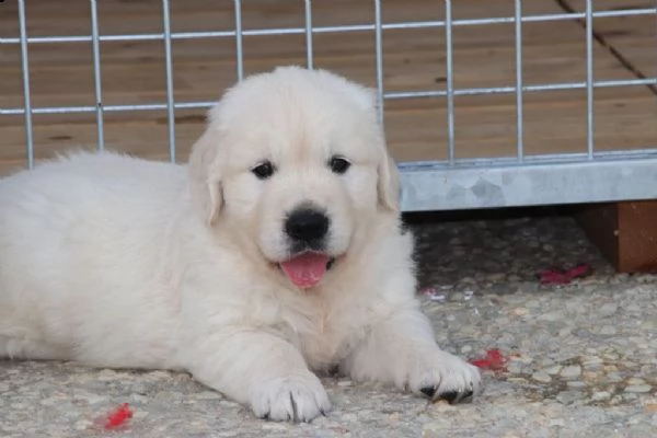 disponibili cuccioli di golden retriever!!!!