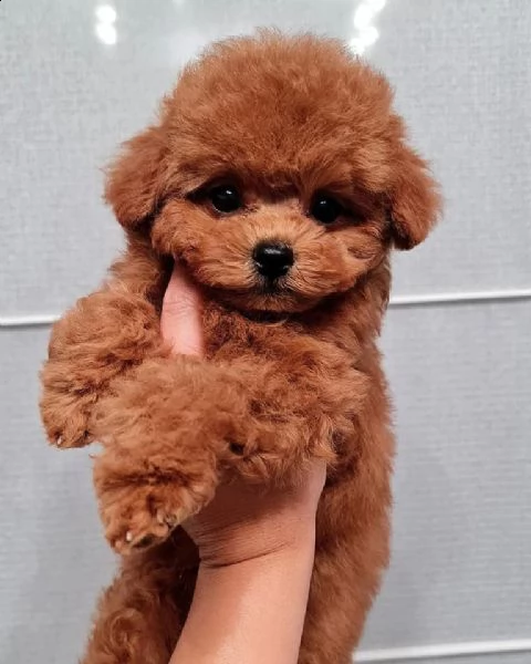 cuccioli di barboncini taglia piccola