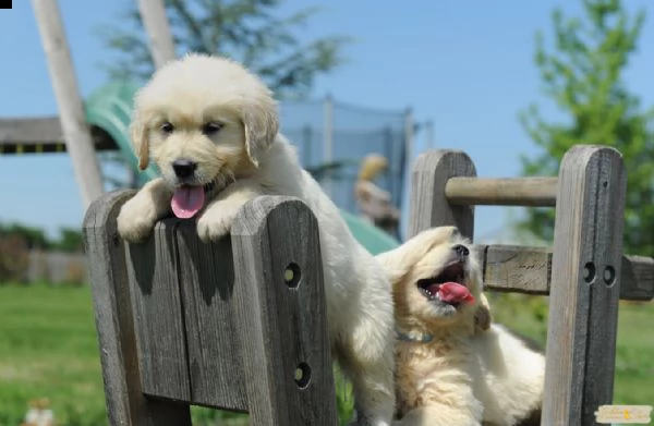 cucciole di golden retriever di circa 3 mesi. | Foto 0