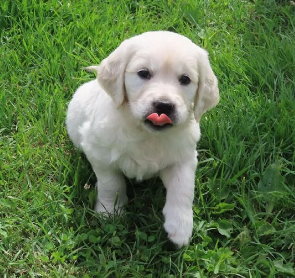 disponibili cuccioli di golden retriever