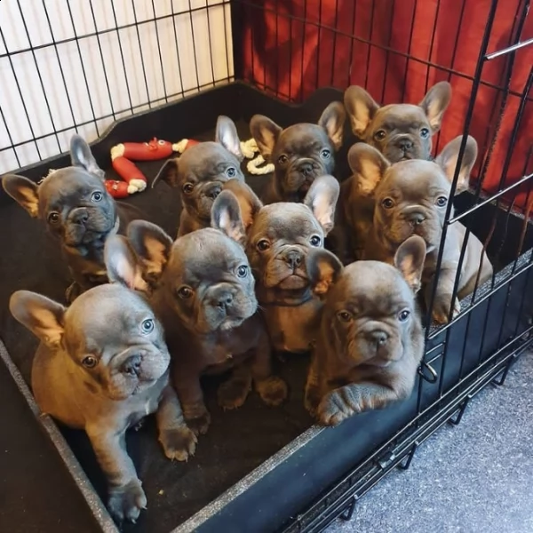 regalo per cuccioli di bulldog francese