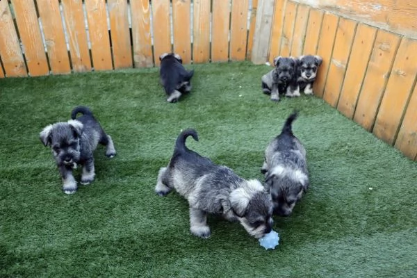 regalo cuccioli di miniature schnauzer