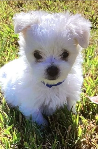 due cuccioli di maltese bianchi