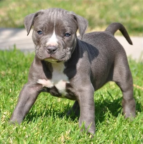 regalo cuccioli di pitbull