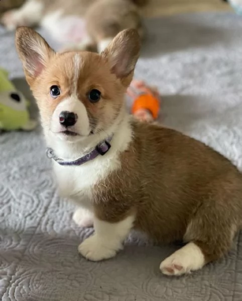 bellissimo corgi gallese in cerca di una casa per sempre | Foto 4