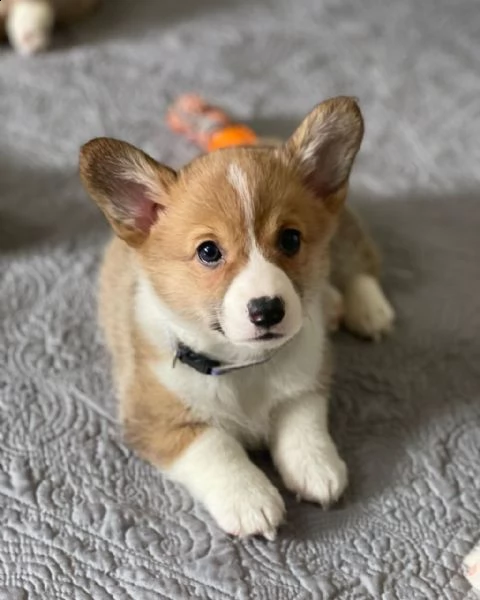 bellissimo corgi gallese in cerca di una casa per sempre | Foto 3