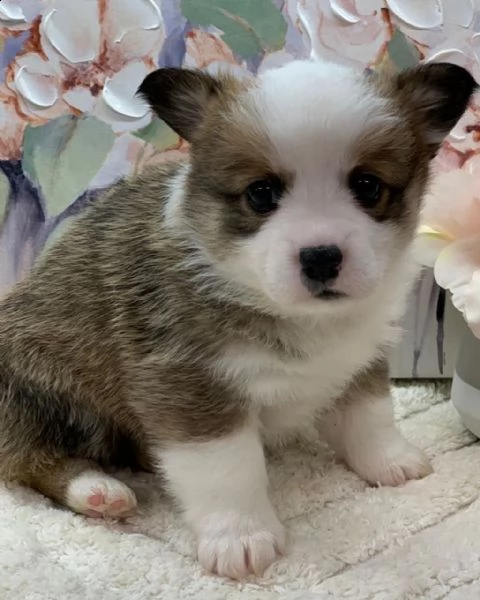 bellissimo corgi gallese in cerca di una casa per sempre | Foto 2