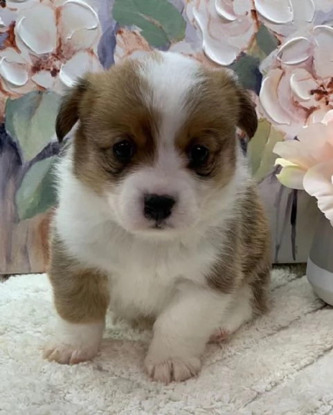 bellissimo corgi gallese in cerca di una casa per sempre | Foto 1