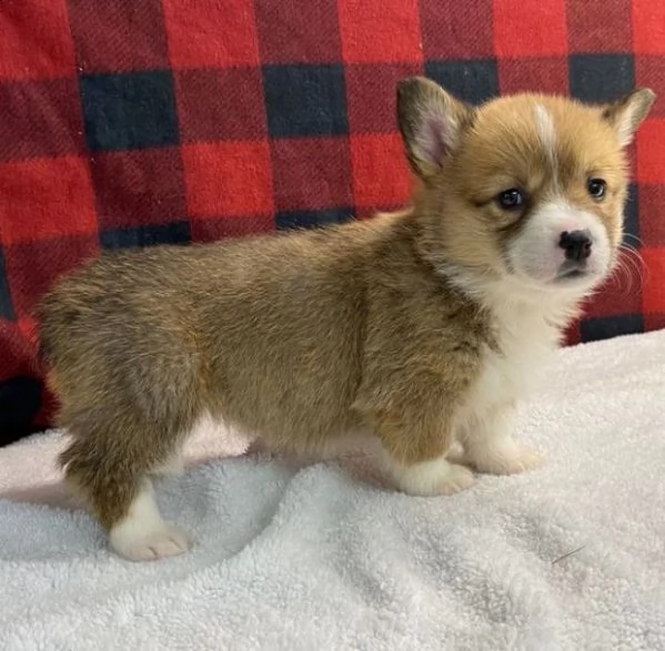 bellissimo corgi gallese in cerca di una casa per sempre | Foto 0