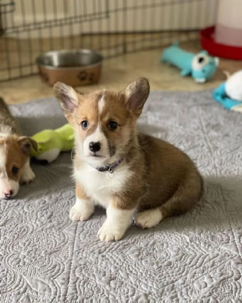 bellissimo corgi gallese in cerca di una casa per sempre