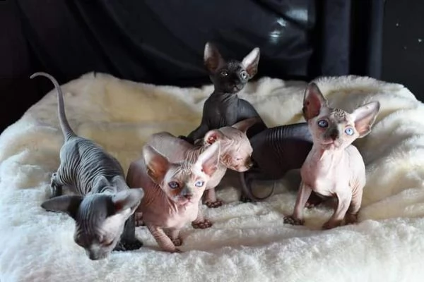 bellissimi gattini sphynx disponibili per una casa per sempre