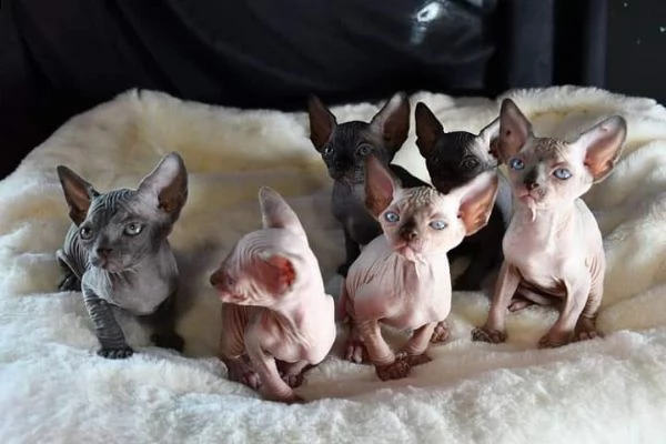 bellissimi gattini sphynx disponibili per una casa per sempre | Foto 1