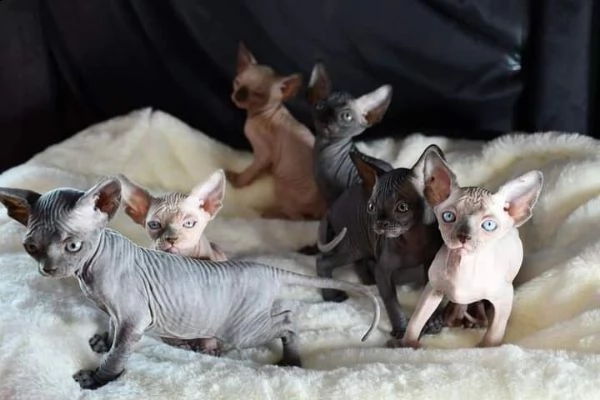 bellissimi gattini sphynx disponibili per una casa per sempre | Foto 0