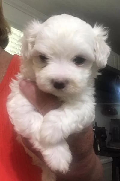 due cuccioli di maltese bianchi | Foto 0