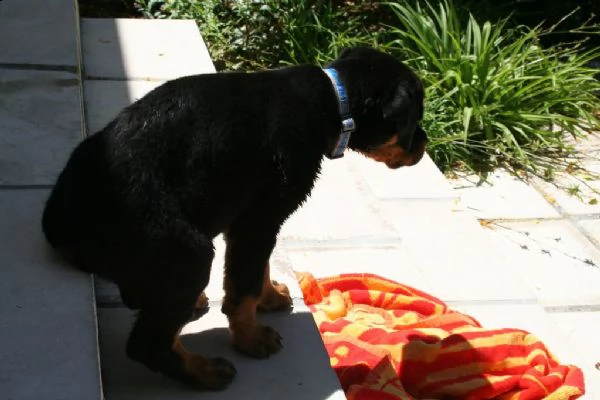 cuccioli di rottweiler