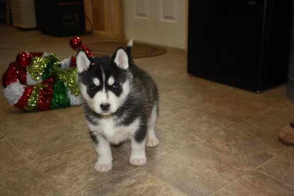 cuccioli di siberian husky | Foto 0