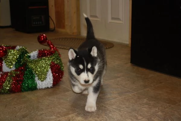 cuccioli di siberian husky