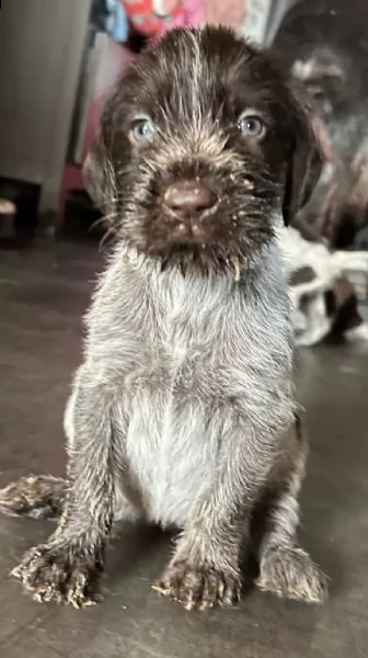 cuccioli di pointer tedesco a pelo duro in colore speciale | Foto 0