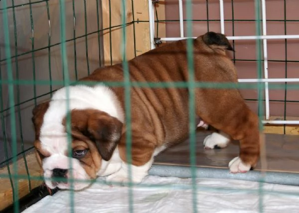 stupendi cuccioli di bulldog inglese