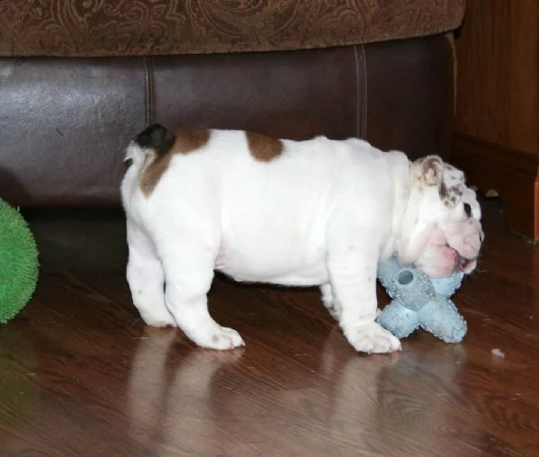 stupendi cuccioli di bulldog inglese | Foto 1