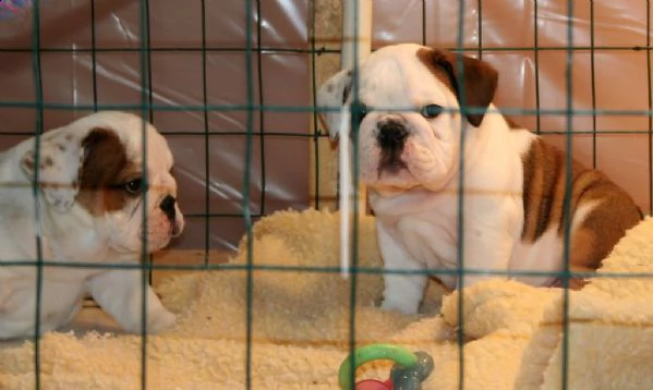 stupendi cuccioli di bulldog inglese | Foto 0