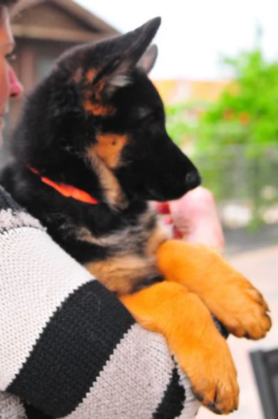 Cuccioli di Pastore Tedesco | Foto 4