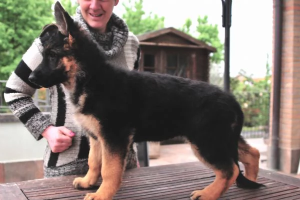 Cuccioli di Pastore Tedesco | Foto 1