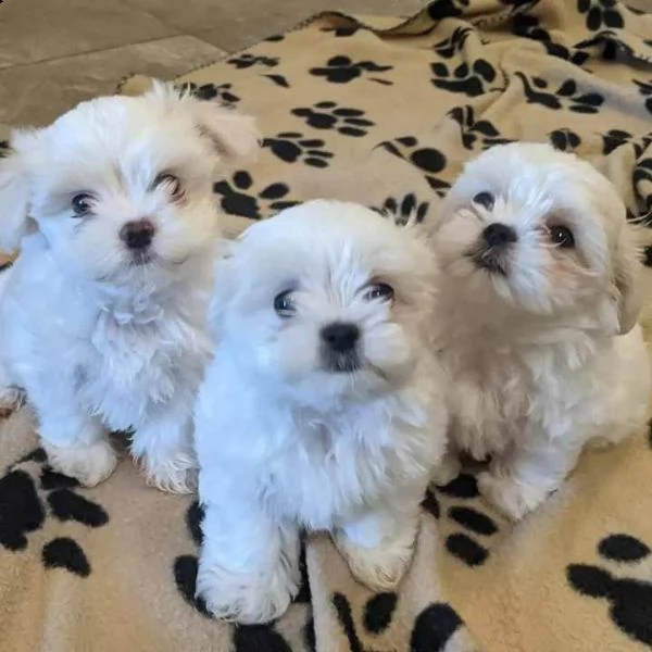 cuccioli di cane maltese!!!