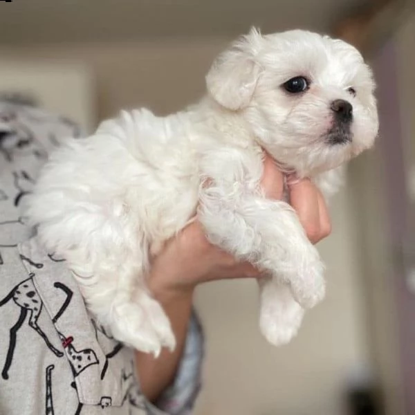 due cuccioli di maltese bianchi!!! | Foto 0