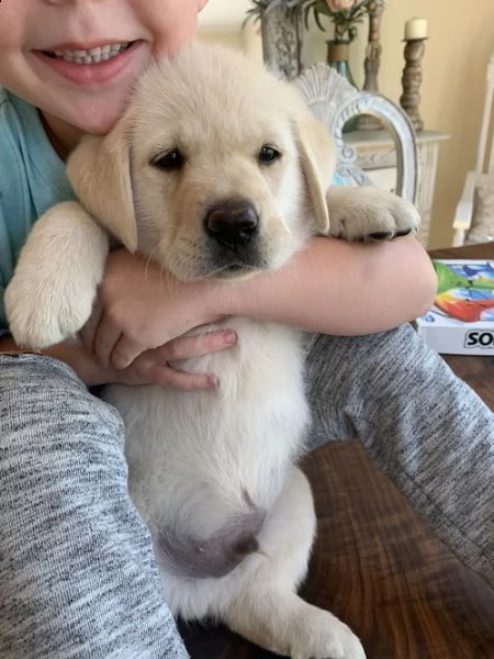 regalo bellissimi cuccioli di labrador .