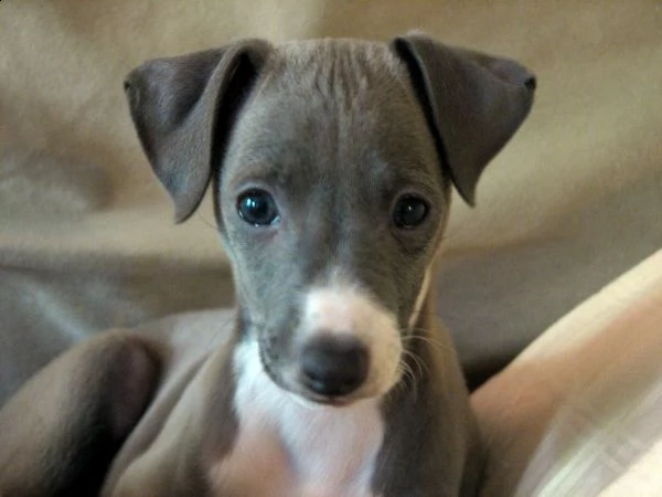 cuccioli di levriero italiano | Foto 0