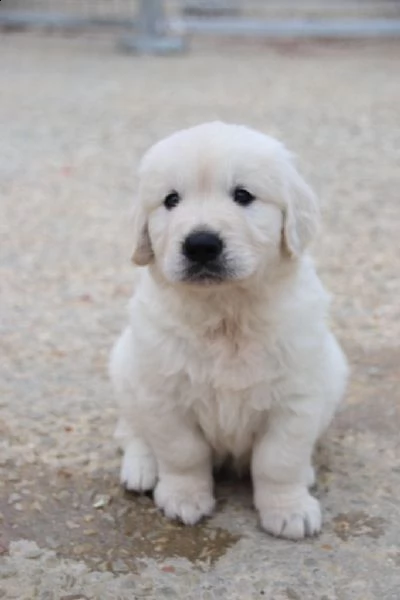 cuccioli di golden retriever 3 mesi