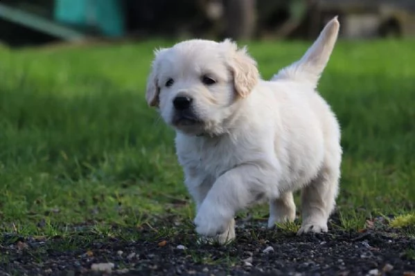 cuccioli di golden retriever 3 mesi!!! | Foto 0