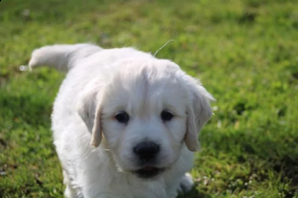 cuccioli di golden retriever 3 mesi!!!