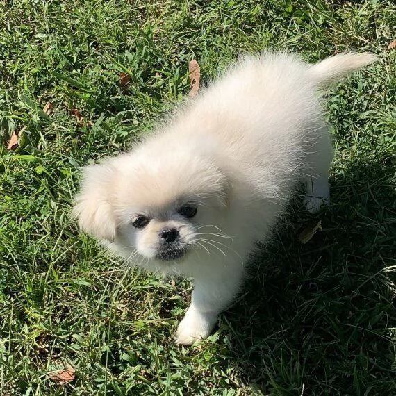 regalo dolci cuccioli pechinese per l'adozione