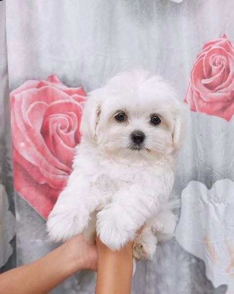 cuccioli di maltese disponibili!!!