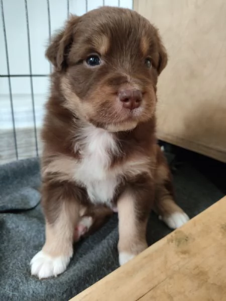 Cuccioli di Pastore Australiano (Australian Shepherd)con pedigree  | Foto 4