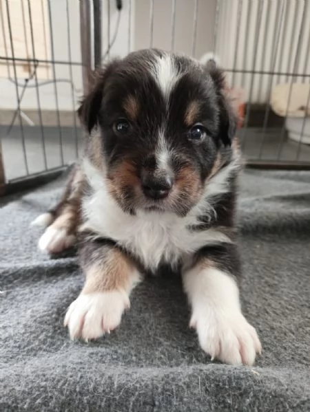 Cuccioli di Pastore Australiano (Australian Shepherd)con pedigree  | Foto 3