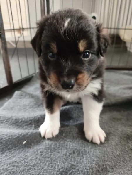 Cuccioli di Pastore Australiano (Australian Shepherd)con pedigree  | Foto 1