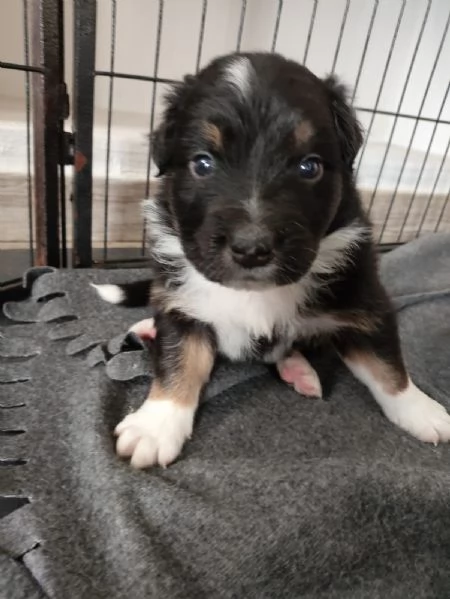 Cuccioli di Pastore Australiano (Australian Shepherd)con pedigree  | Foto 0