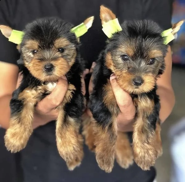 reaglo teacup yorkie cuccioli in adozione