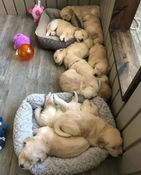 regalo cuccioli di golden retriever molto buoni e sani